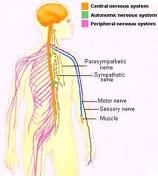 Supplement: Nervous system
